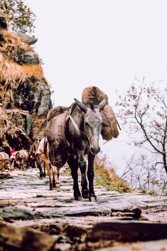 Pack mules carrying loads on a rocky trail in Ghandruk, Nepal.